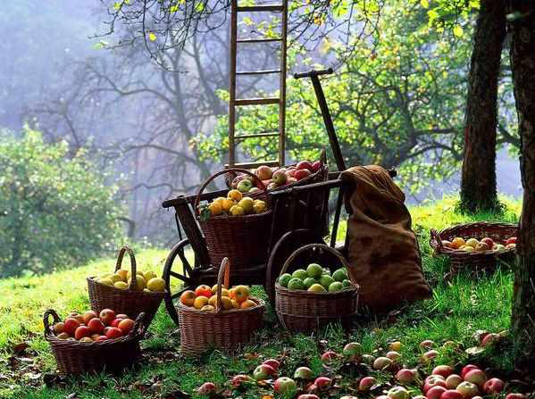 [Елена Арифулина] Проектируем лесные сады (2021)_0.png